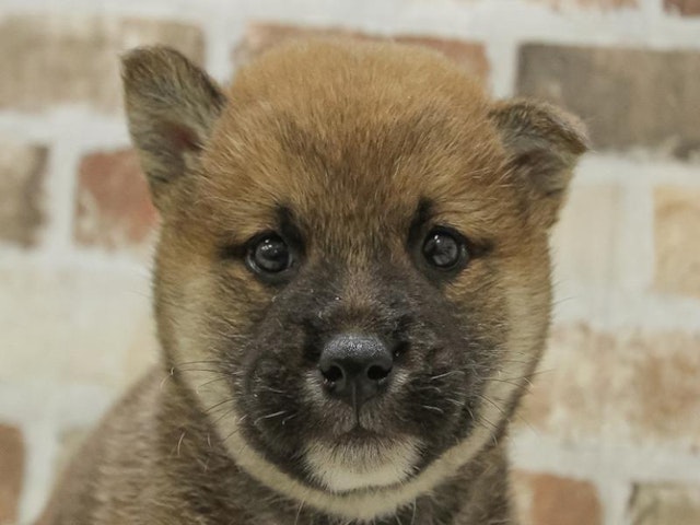 静岡県の柴犬(標準サイズ) (ペッツワン伊東店/2024年9月7日生まれ/男の子/赤)の子犬